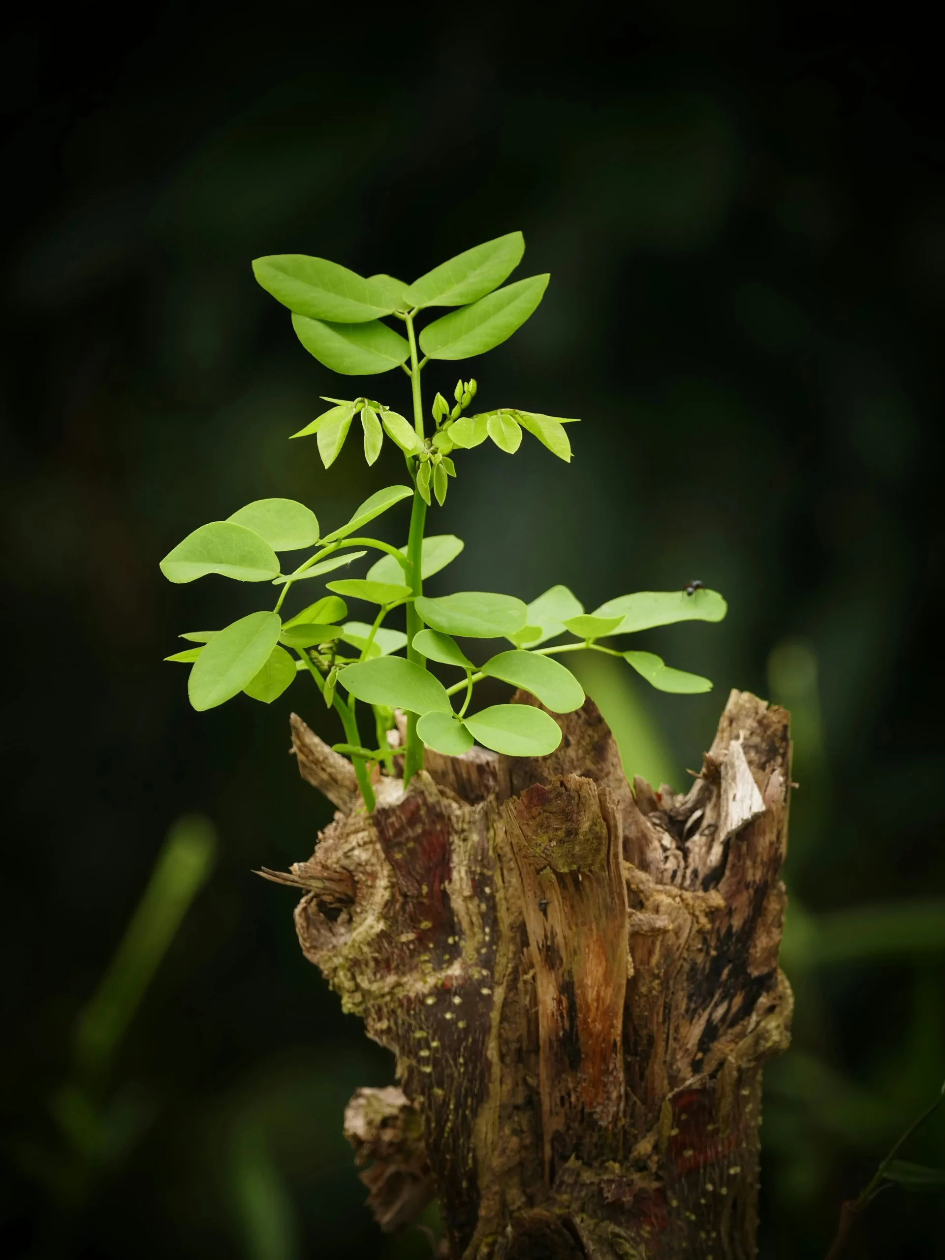 jeune pousse qui pousse sur un bout de bois
